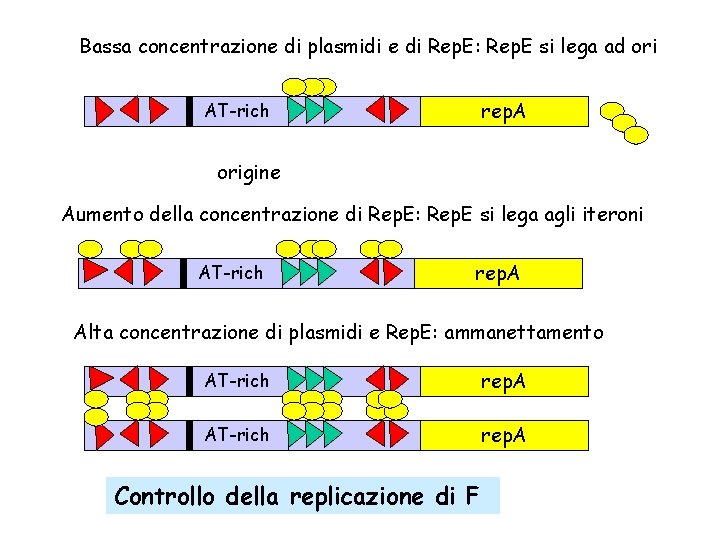 Bassa concentrazione di plasmidi e di Rep. E: Rep. E si lega ad ori