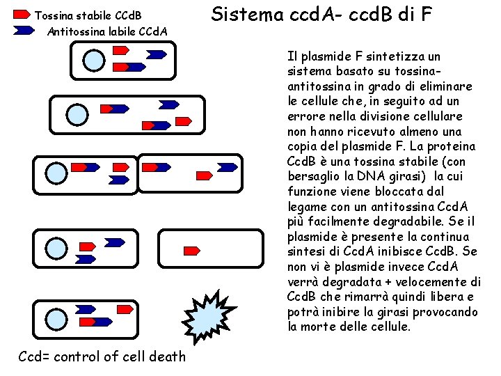 Tossina stabile CCd. B Antitossina labile CCd. A Sistema ccd. A- ccd. B di