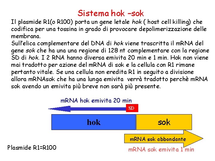 Sistema hok –sok Il plasmide R 1(o R 100) porta un gene letale hok
