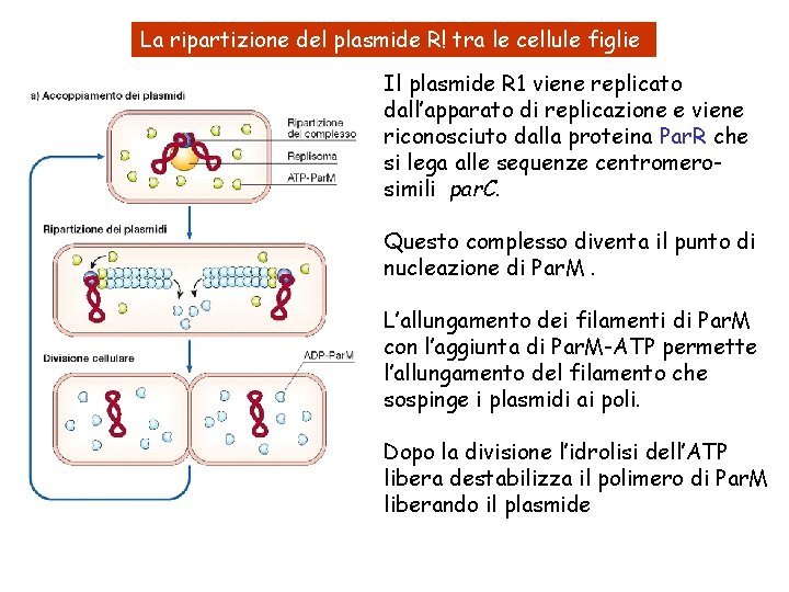 La ripartizione del plasmide R! tra le cellule figlie Il plasmide R 1 viene