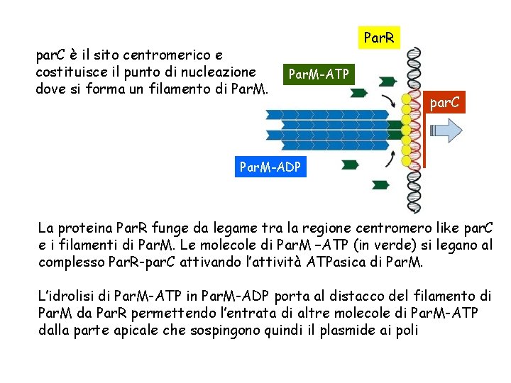 par. C è il sito centromerico e costituisce il punto di nucleazione dove si