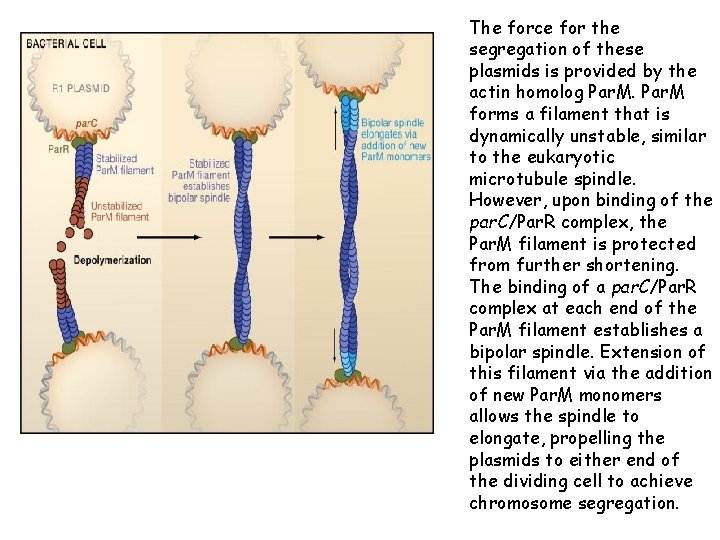 The force for the segregation of these plasmids is provided by the actin homolog