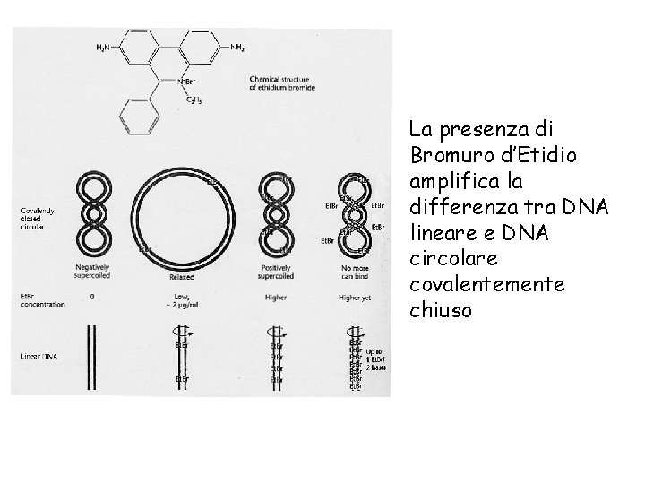 La presenza di Bromuro d’Etidio amplifica la differenza tra DNA lineare e DNA circolare