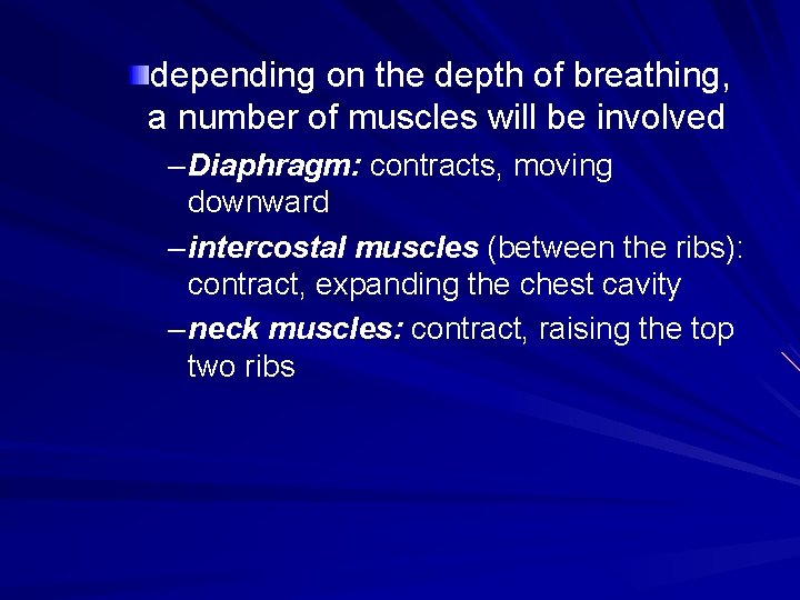 depending on the depth of breathing, a number of muscles will be involved – depending on the depth of breathing, a number of muscles will be involved –
