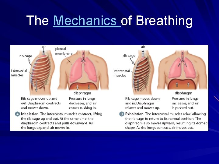 The Mechanics of Breathing The Mechanics of Breathing