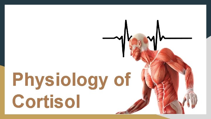 Physiology of Cortisol 