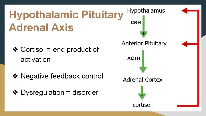 Hypothalamic Pituitary Adrenal Axis ❖ Cortisol = end product of activation ❖ Negative feedback