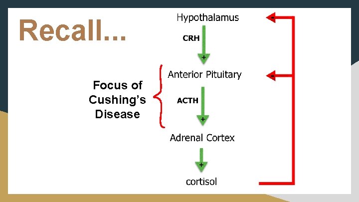 Recall. . . Focus of Cushing’s Disease 