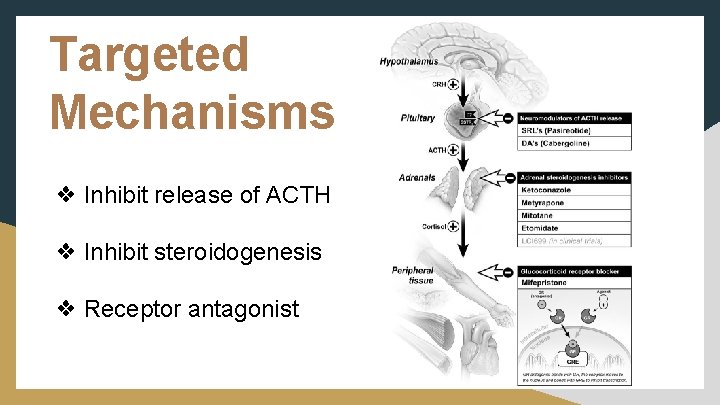 Targeted Mechanisms ❖ Inhibit release of ACTH ❖ Inhibit steroidogenesis ❖ Receptor antagonist 