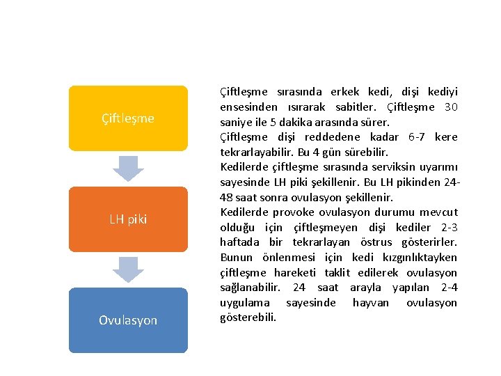 Çiftleşme LH piki Ovulasyon Çiftleşme sırasında erkek kedi, dişi kediyi ensesinden ısırarak sabitler. Çiftleşme