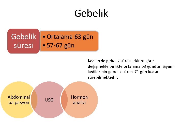 Gebelik • Ortalama 63 gün süresi • 57 -67 gün Kedilerde gebelik süresi ırklara