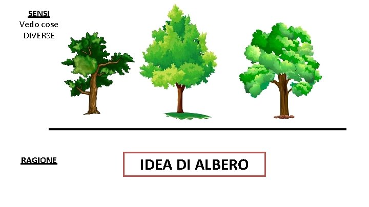 SENSI Vedo cose DIVERSE RAGIONE IDEA DI ALBERO 