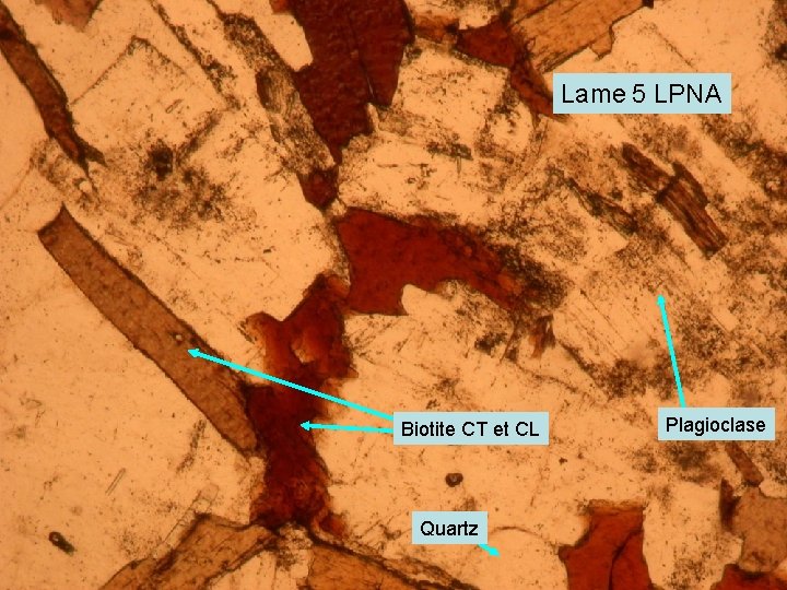 Lame 5 LPNA Biotite CT et CL Quartz Plagioclase 