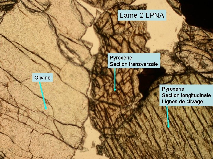 Lame 2 LPNA Pyroxène Section transversale Olivine Pyroxène Section longitudinale Lignes de clivage 