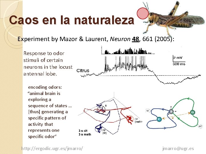 Caos en la naturaleza Experiment by Mazor & Laurent, Neuron 48, 661 (2005): Response