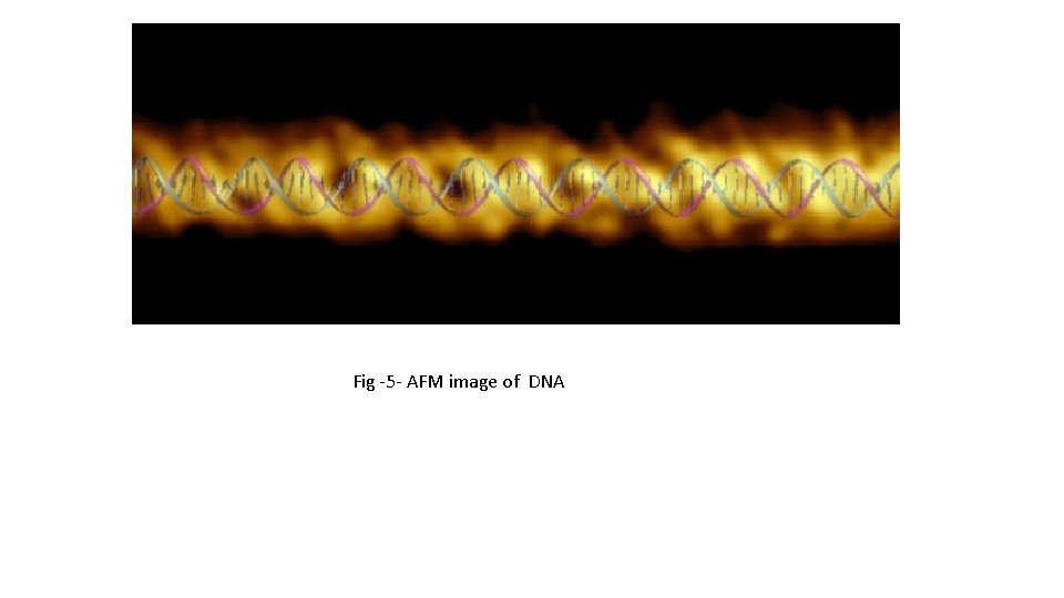 Fig -5 - AFM image of DNA 