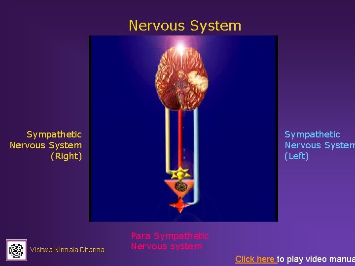 Nervous System Sympathetic Nervous System (Right) Vishwa Nirmala Dharma Sympathetic Nervous System (Left) Para