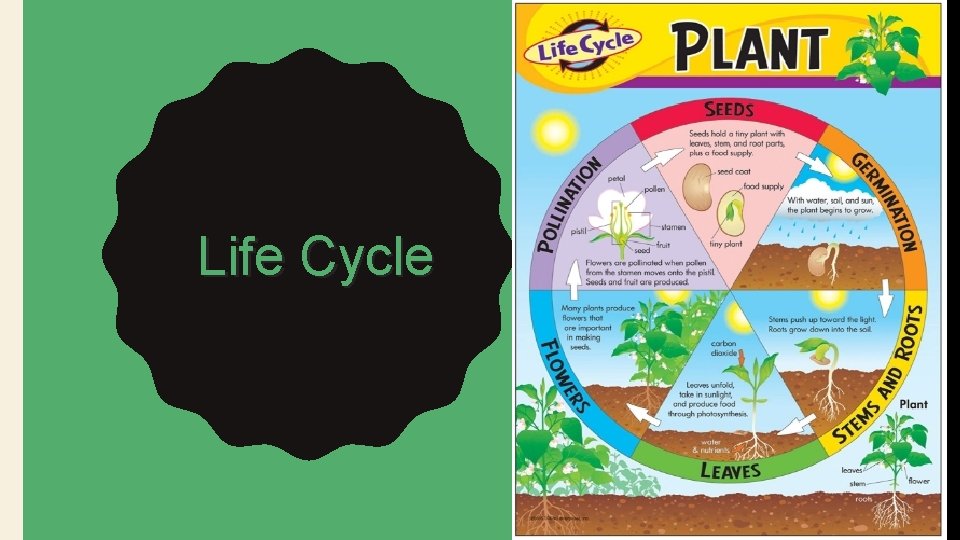 Life Cycle 