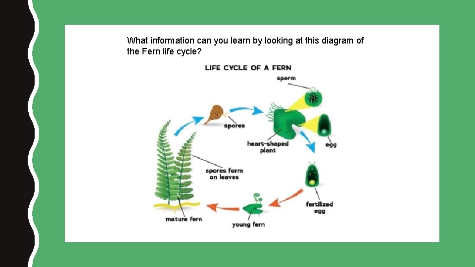 What information can you learn by looking at this diagram of the Fern life