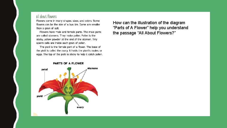 How can the illustration of the diagram “Parts of A Flower” help you understand