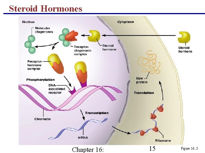 Steroid Hormones Chapter 16: 15 Figure 16. . 3 