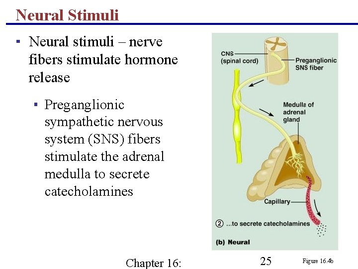 Neural Stimuli ▪ Neural stimuli – nerve fibers stimulate hormone release ▪ Preganglionic sympathetic