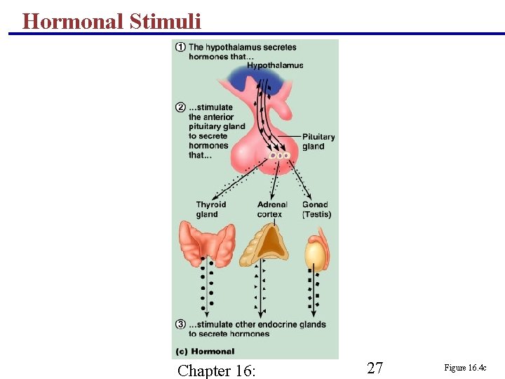 Hormonal Stimuli Chapter 16: 27 Figure 16. 4 c 