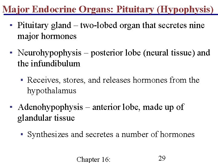 Major Endocrine Organs: Pituitary (Hypophysis) ▪ Pituitary gland – two-lobed organ that secretes nine