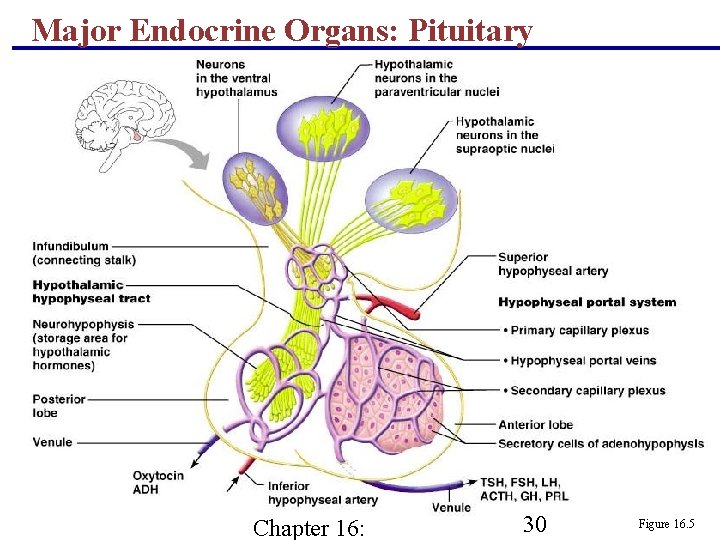 Major Endocrine Organs: Pituitary (Hypophysis) Chapter 16: 30 Figure 16. 5 