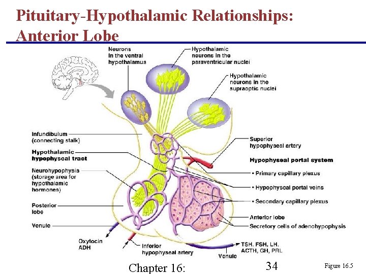 Pituitary-Hypothalamic Relationships: Anterior Lobe Chapter 16: 34 Figure 16. 5 