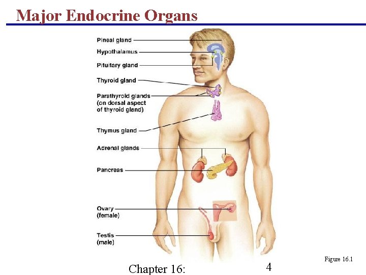 Major Endocrine Organs Chapter 16: 4 Figure 16. 1 