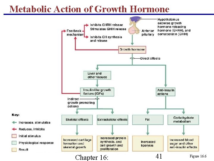 Metabolic Action of Growth Hormone Chapter 16: 41 Figure 16. 6 