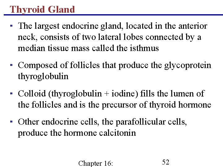 Thyroid Gland ▪ The largest endocrine gland, located in the anterior neck, consists of