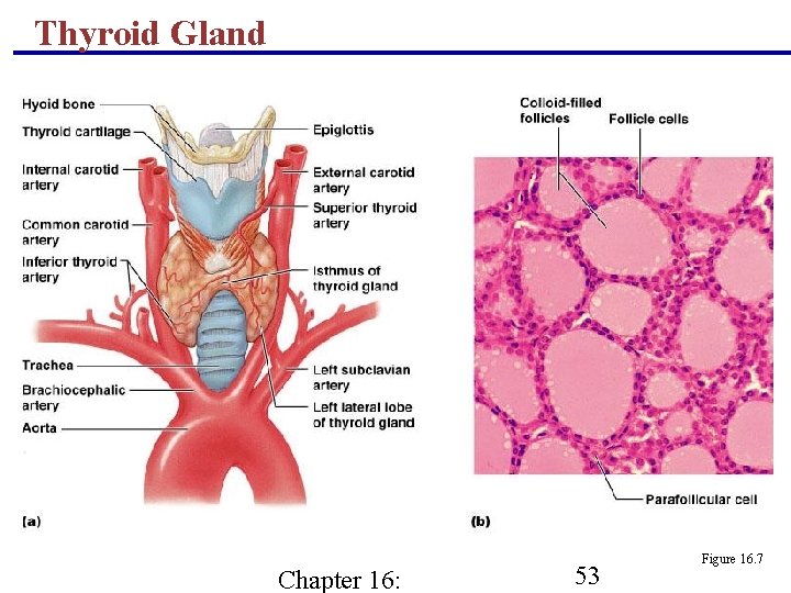 Thyroid Gland Chapter 16: 53 Figure 16. 7 