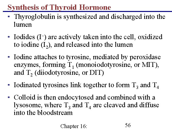 Synthesis of Thyroid Hormone ▪ Thyroglobulin is synthesized and discharged into the lumen ▪