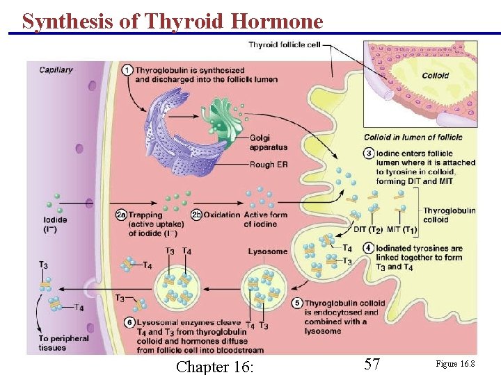 Synthesis of Thyroid Hormone Chapter 16: 57 Figure 16. 8 