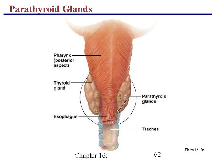 Parathyroid Glands Chapter 16: 62 Figure 16. 10 a 