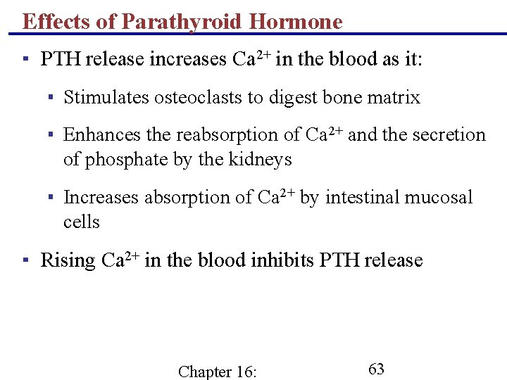 Effects of Parathyroid Hormone ▪ PTH release increases Ca 2+ in the blood as