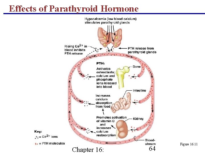 Effects of Parathyroid Hormone Chapter 16: 64 Figure 16. 11 