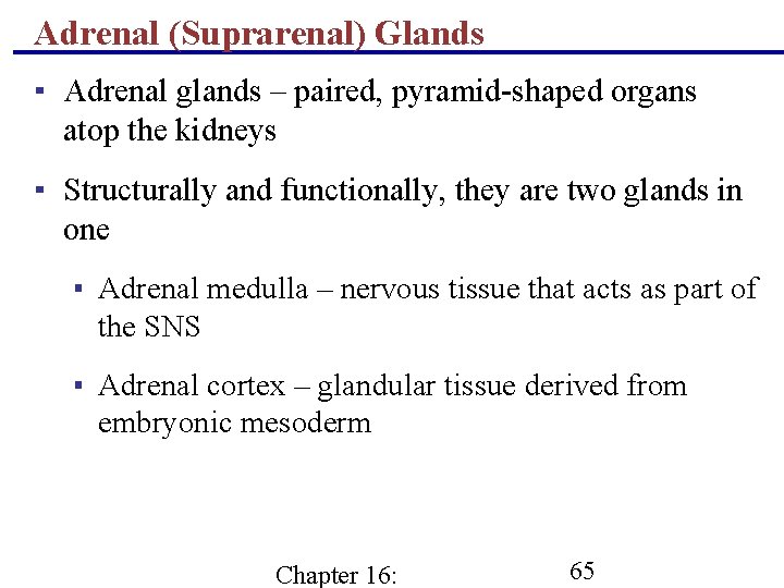 Adrenal (Suprarenal) Glands ▪ Adrenal glands – paired, pyramid-shaped organs atop the kidneys ▪