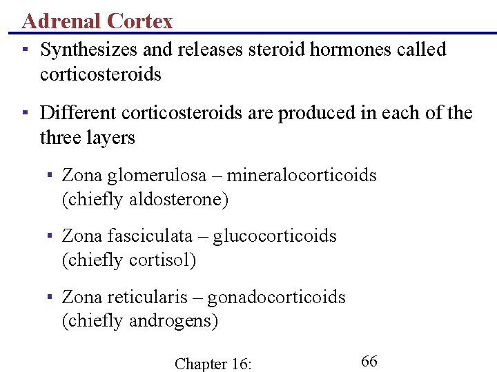 Adrenal Cortex ▪ Synthesizes and releases steroid hormones called corticosteroids ▪ Different corticosteroids are