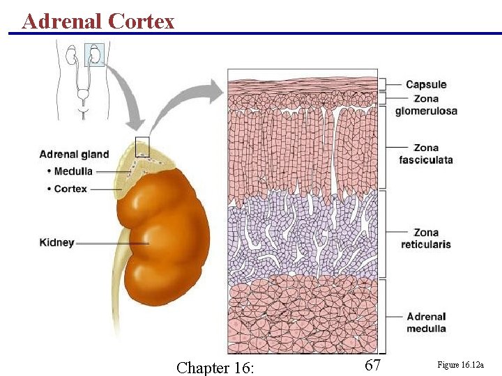 Adrenal Cortex Chapter 16: 67 Figure 16. 12 a 