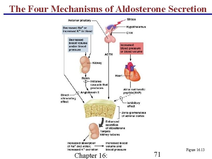 The Four Mechanisms of Aldosterone Secretion Chapter 16: 71 Figure 16. 13 