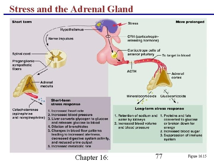 Stress and the Adrenal Gland Chapter 16: 77 Figure 16. 15 