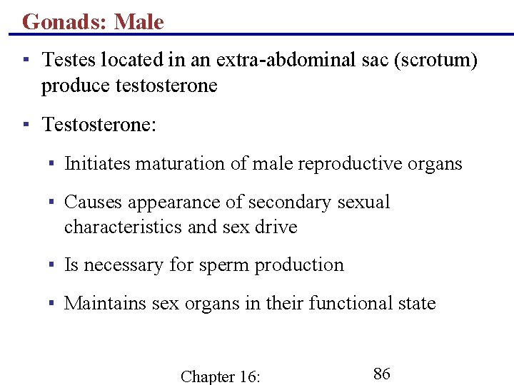 Gonads: Male ▪ Testes located in an extra-abdominal sac (scrotum) produce testosterone ▪ Testosterone: