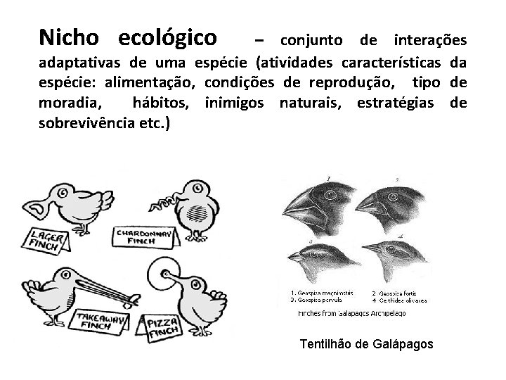 Nicho ecológico – conjunto de interações adaptativas de uma espécie (atividades características da espécie: