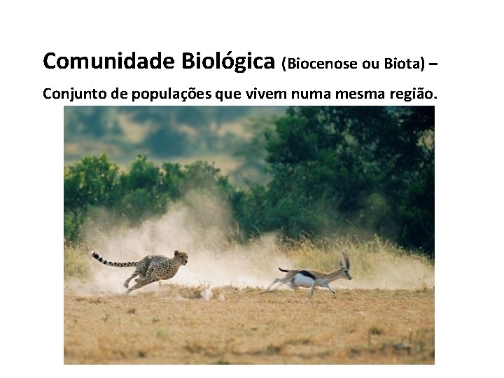 Comunidade Biológica (Biocenose ou Biota) – Conjunto de populações que vivem numa mesma região.