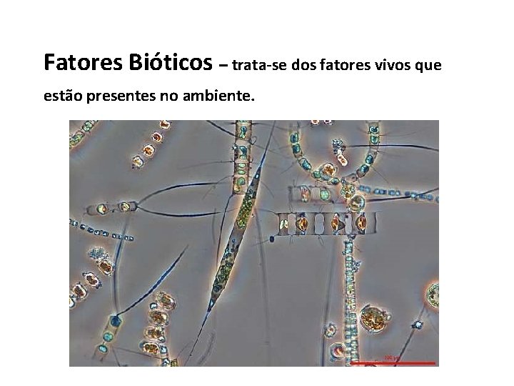 Fatores Bióticos – trata-se dos fatores vivos que estão presentes no ambiente. 