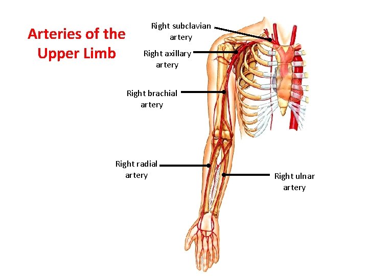 Arteries of the Upper Limb Right subclavian artery Right axillary artery Right brachial artery