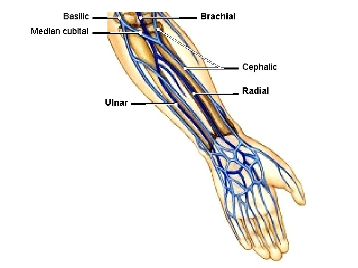 Basilic Brachial Median cubital Cephalic Radial Ulnar 